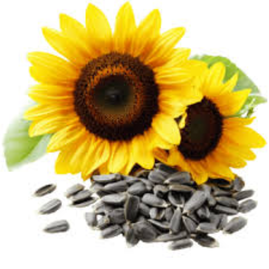 RANCO SUNFLOWERS SEMINTE 